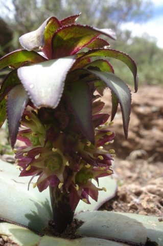 Eucomis schijffii toothed bract margins